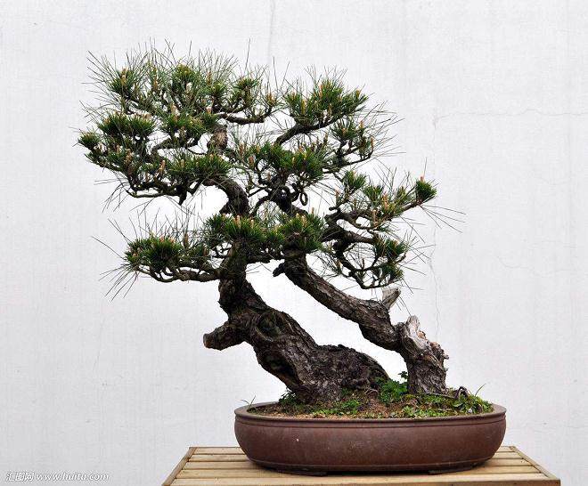 我想 我是爱上盆景了 也将和盆景结下不解之缘