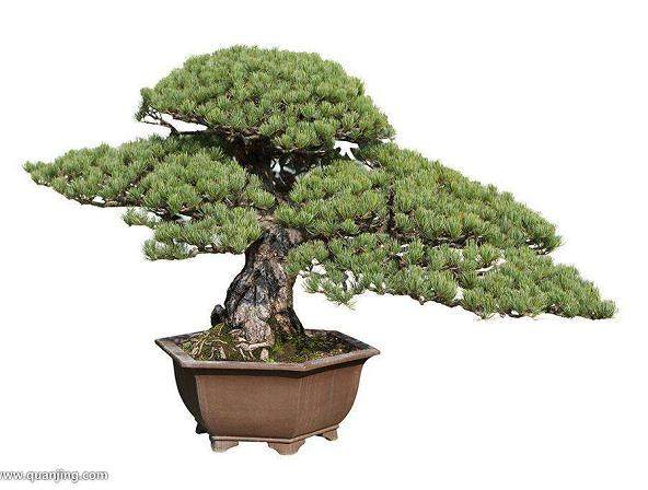 经过两年多的学习盆景知识 现在也有了自己的小盆景园