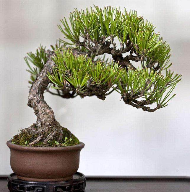 浅谈盆景的修剪造型4步骤