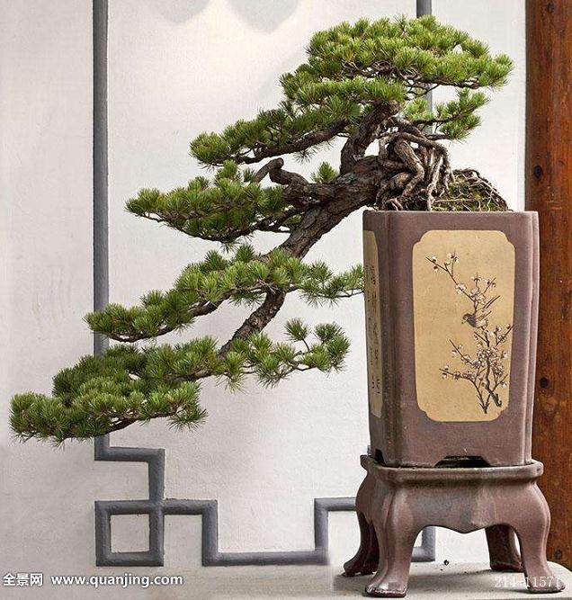 我和妈妈说说笑笑 来到了一家盆景专卖店