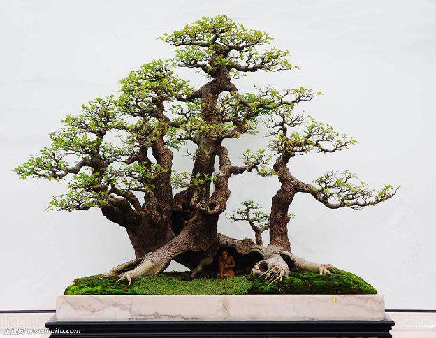 客厅的这盆对节白蜡盆景 我一直将它视为至宝