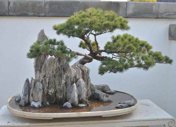 花卉市场的盆景都是骗人的 买回去不久就枯萎了