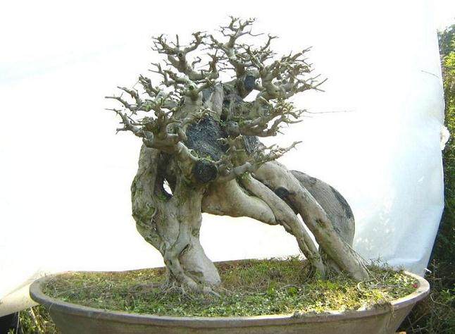 二楼的阳台上摆满了大大小小几十盆植物盆景