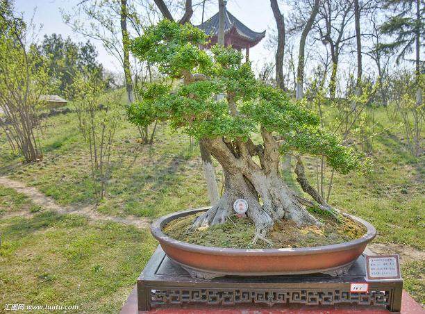 我所学专业与园林设计有关 才了解到盆景艺术在线