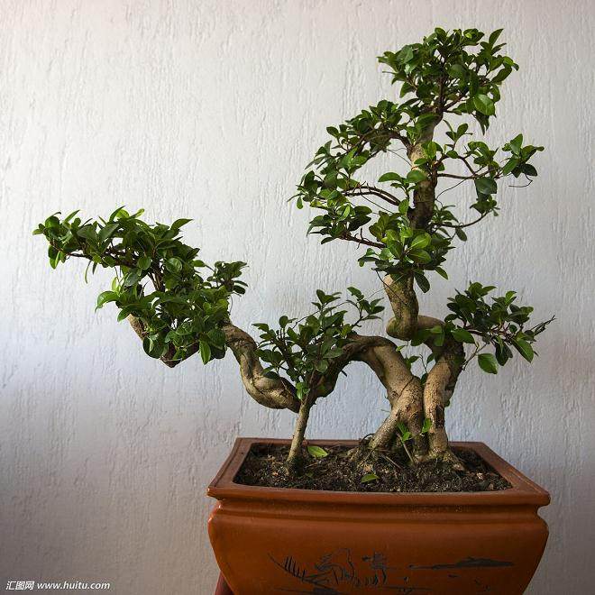 榕树盆景的5种修剪方法
