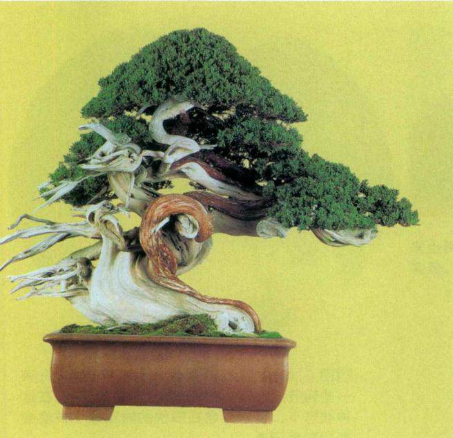 图解 日本对真柏根部怎么处理的21个步骤