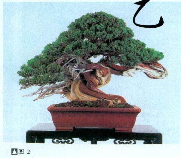 图解 日本对真柏根部怎么处理的21个步骤