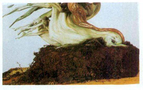 图解 日本对真柏根部怎么处理的21个步骤