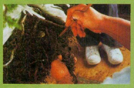 图解 日本对真柏根部怎么处理的21个步骤