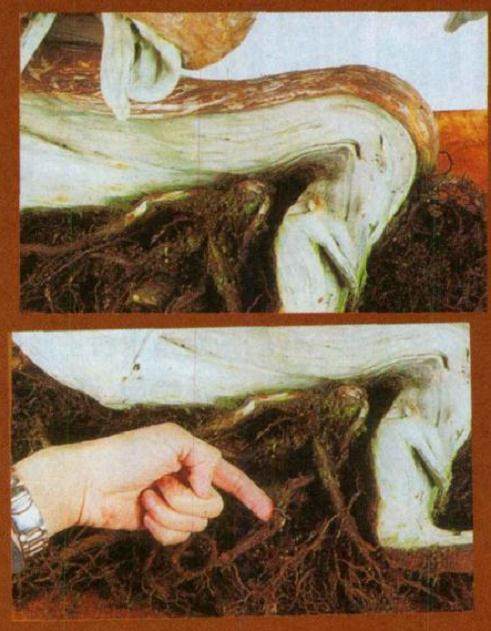 图解 日本对真柏根部怎么处理的21个步骤