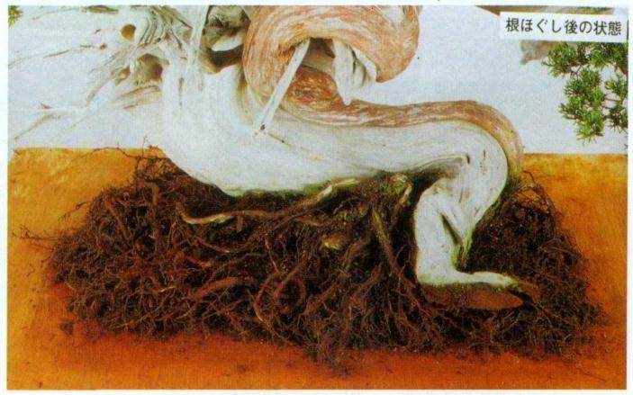图解 日本对真柏根部怎么处理的21个步骤