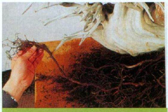 图解 日本对真柏根部怎么处理的21个步骤