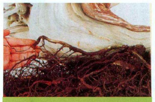 图解 日本对真柏根部怎么处理的21个步骤