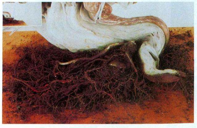 图解 日本对真柏根部怎么处理的21个步骤