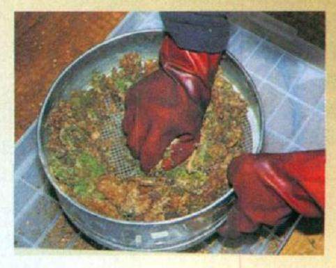 图解 日本对真柏根部怎么处理的21个步骤