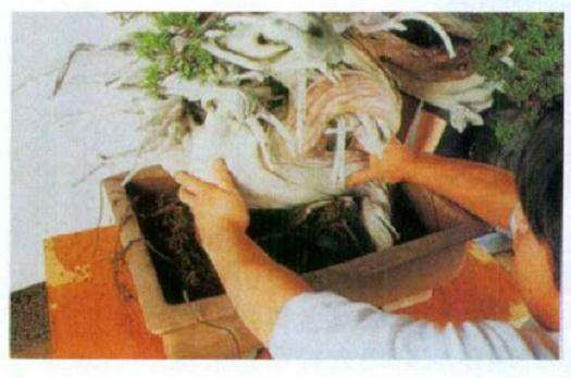 图解 日本对真柏根部怎么处理的21个步骤