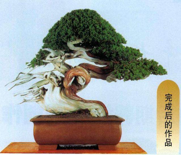 图解 日本对真柏根部怎么处理的21个步骤