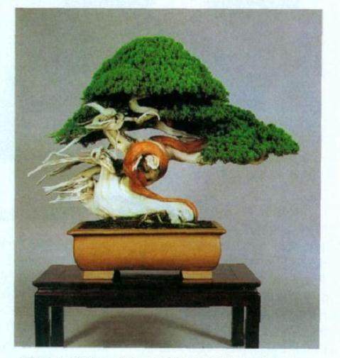 图解 日本对真柏根部怎么处理的21个步骤