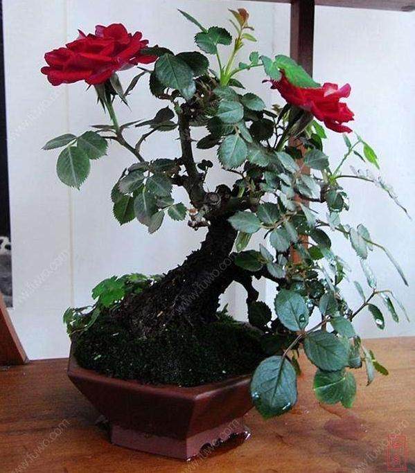 教你个学习盆景最简单的办法 就是经常去盆景艺术在线