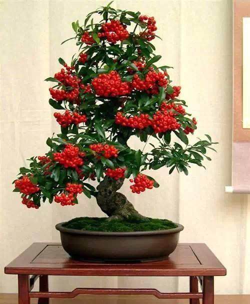 希望盆景艺术在线让我的生活因盆景而更加精彩