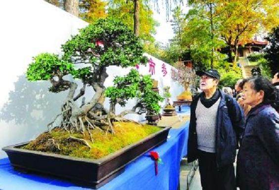 还记得喜欢上盆景是七八年前的事了