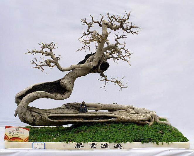 岭南盆景的经典型式之一:云头雨脚式