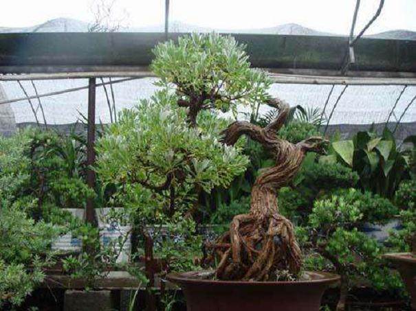 记得2009年我参观一次盆景展览时候