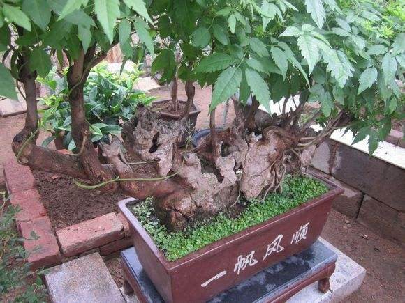 农民也在玩盆景 我家不是有很大的庭院和后院吗？