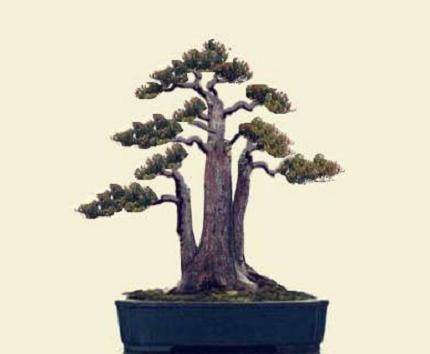 贵阳市小品盆景俱乐部