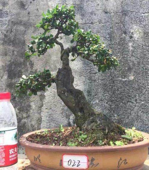 “藏花阁”“水果帮论坛”“盆景艺术在线”这些都是好学校