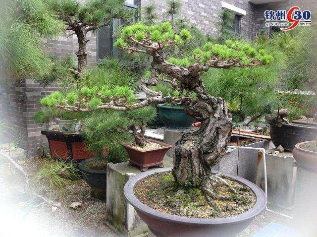 作为一个北方人 喜欢盆景有20年了