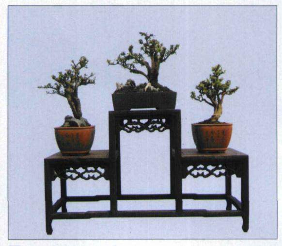 武汉市汉阳区盆景协会举办迎奥运盆景展