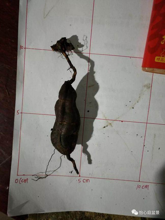 图解 何首乌盆景怎么速成的步骤