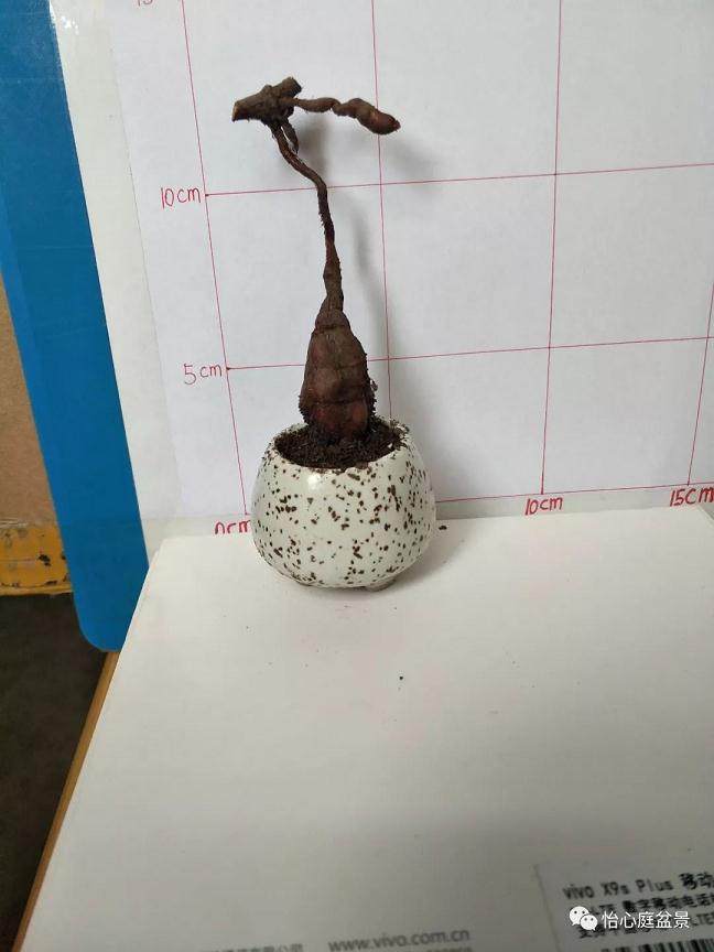 图解 何首乌盆景怎么速成的步骤