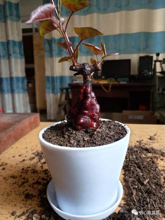图解 何首乌盆景怎么速成的步骤
