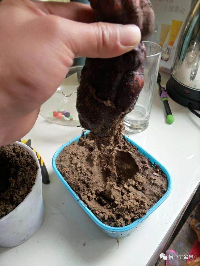 图解 何首乌盆景怎么速成的步骤