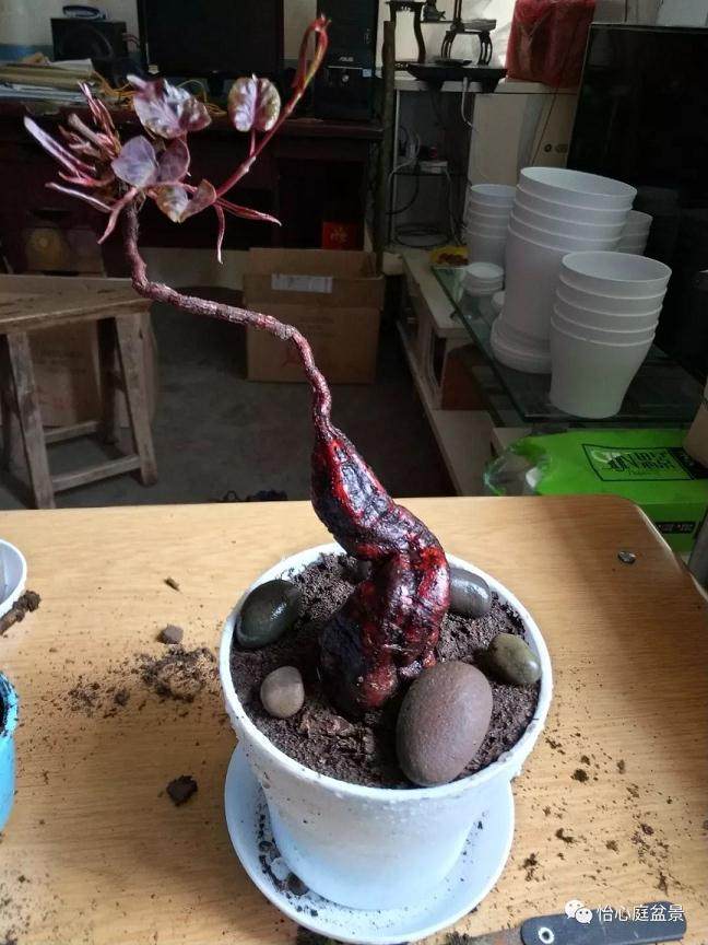 图解 何首乌盆景怎么速成的步骤