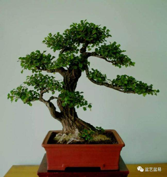 树木盆景走势的本质 是生命方向性