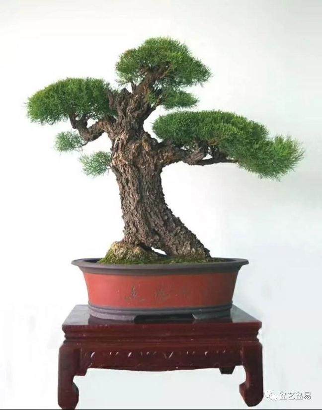树木盆景走势的本质 是生命方向性