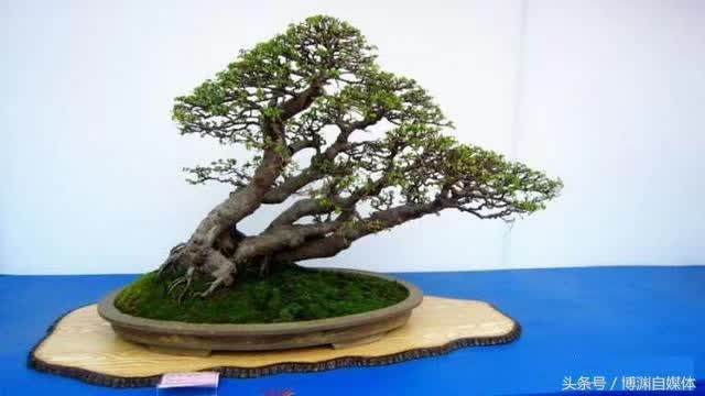 盆景造型的6个技巧