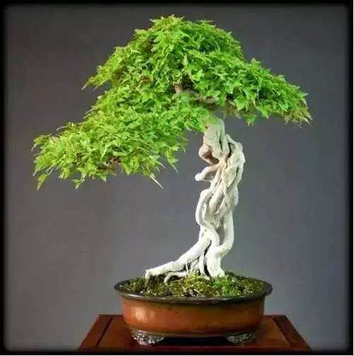 根据造型树的形状不同 树木盆景造型可分成4类