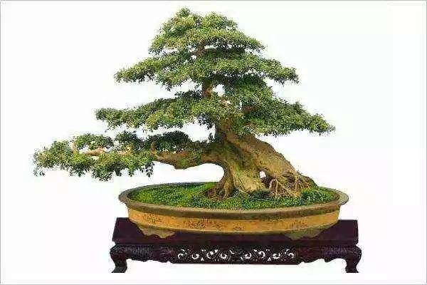 根据造型树的形状不同 树木盆景造型可分成4类