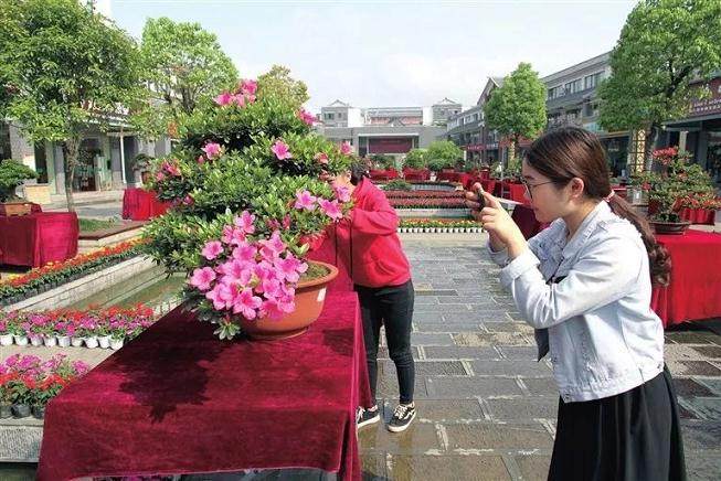 贵州茶&ldquo;一节一会&rdquo;盆景展在湄潭开幕