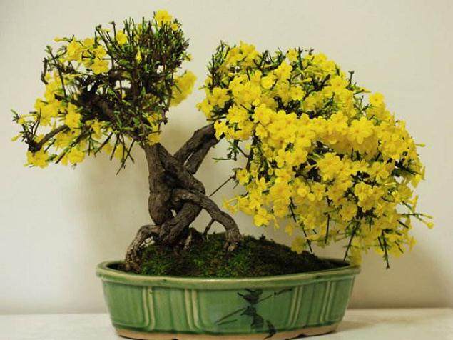 在大集上看到一卖迎春盆景的 造型非常的好