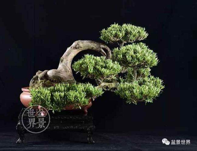 每逢下班、劳累之余，看看盆景，顿觉神清气爽