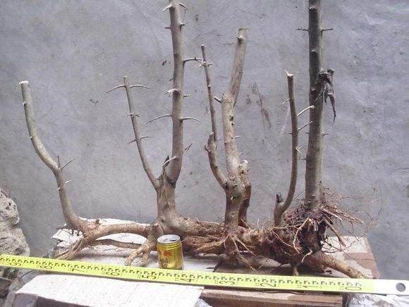 怎样鉴识下山桩材的鲜活度?