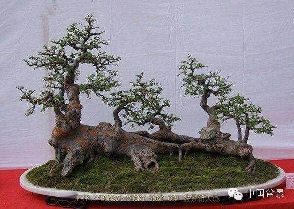 走进了盆景艺术在线 发现这里真是高手云集