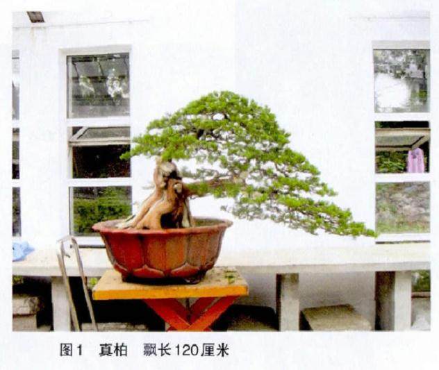 郑志林投身盆景艺术事业20多年 创作6000多件