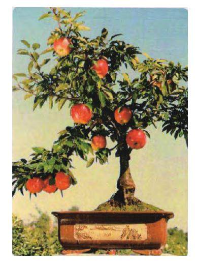 您认为果树盆景的发展前景如何？