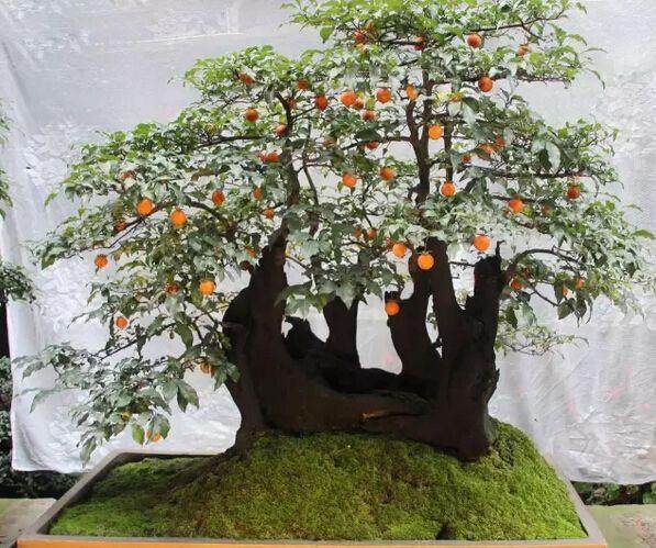 果树盆栽与盆景的矮化措施